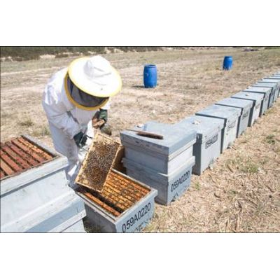 Natural Multiflora Bee Honey